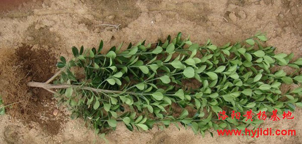 ���~�S��